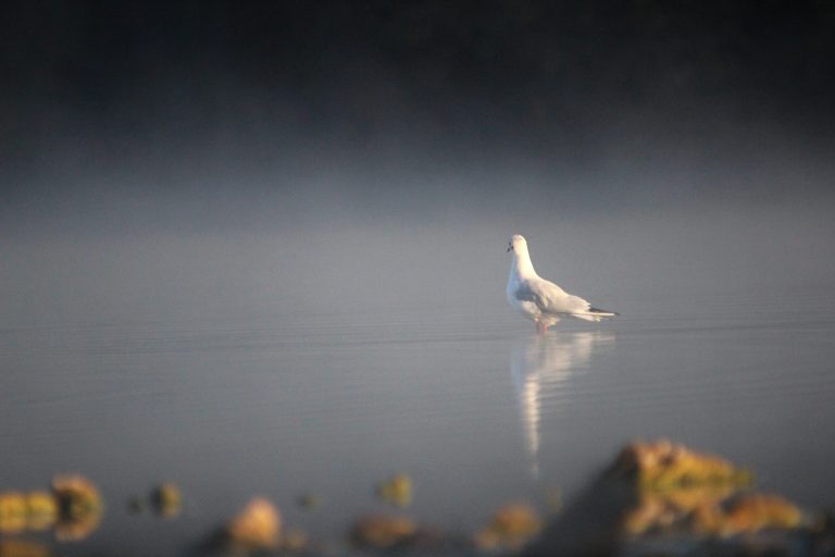 mouette-rieuse-1